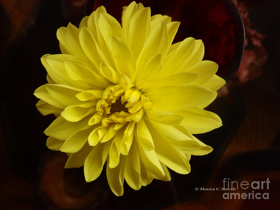 M Still Life Collection Yellow Flower Red Wine Vase No. SLC27 Photograph by Monica C Stovall