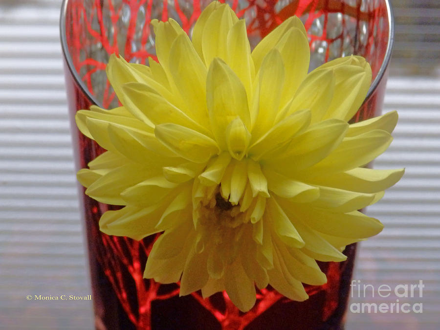 M Still Life Collection Yellow Flower Stripes Glass Red Vase No. SLC21 Photograph by Monica C Stovall