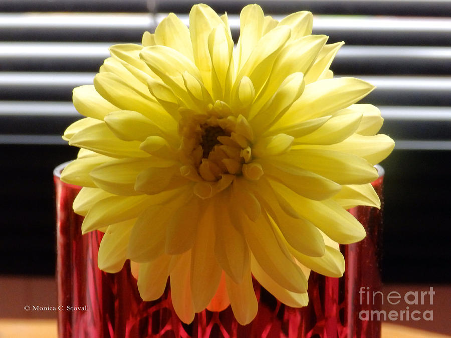 M Still Life Collection Yellow Flower Stripes Red Vase No. SCL24 Photograph by Monica C Stovall