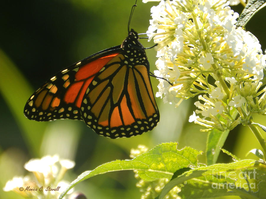 M White Flowers Collection No. W12 - Monarch Butterfly Sipping Nectar Photograph by Monica C Stovall