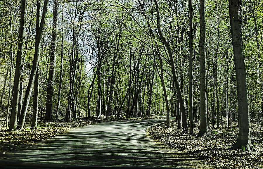 City Photograph - M119 Tunnel of Trees Michigan by LeeAnn McLaneGoetz McLaneGoetzStudioLLCcom