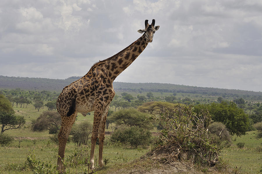 Maasai giraffe Photograph by Jim Heath - Fine Art America