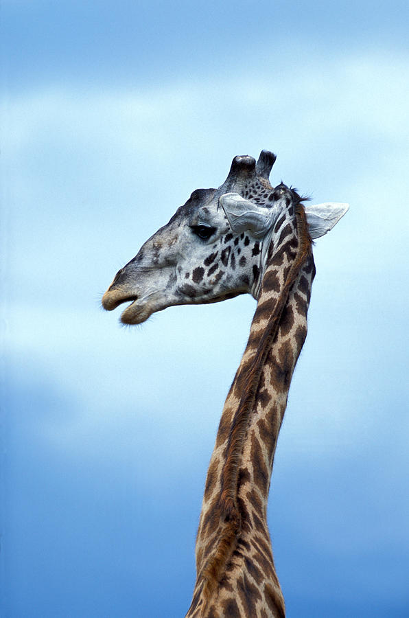 Maasai Giraffe Photograph by Tina Manley