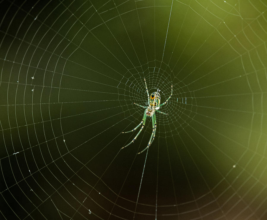 Spider Photograph - Mabel Orchard Spider by Lara Ellis