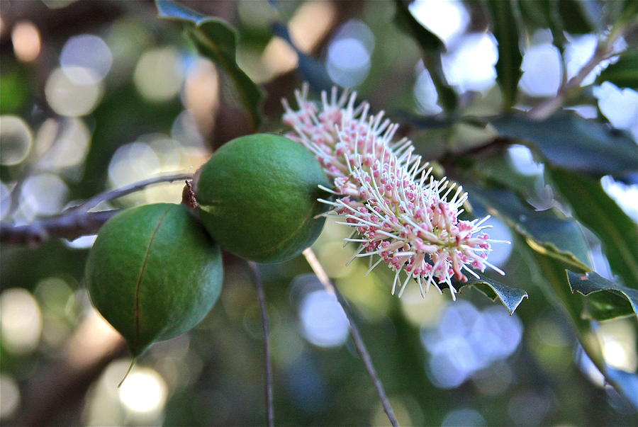 Fruit Photograph - Macadamia Nuts and Flower by Karon Melillo DeVega