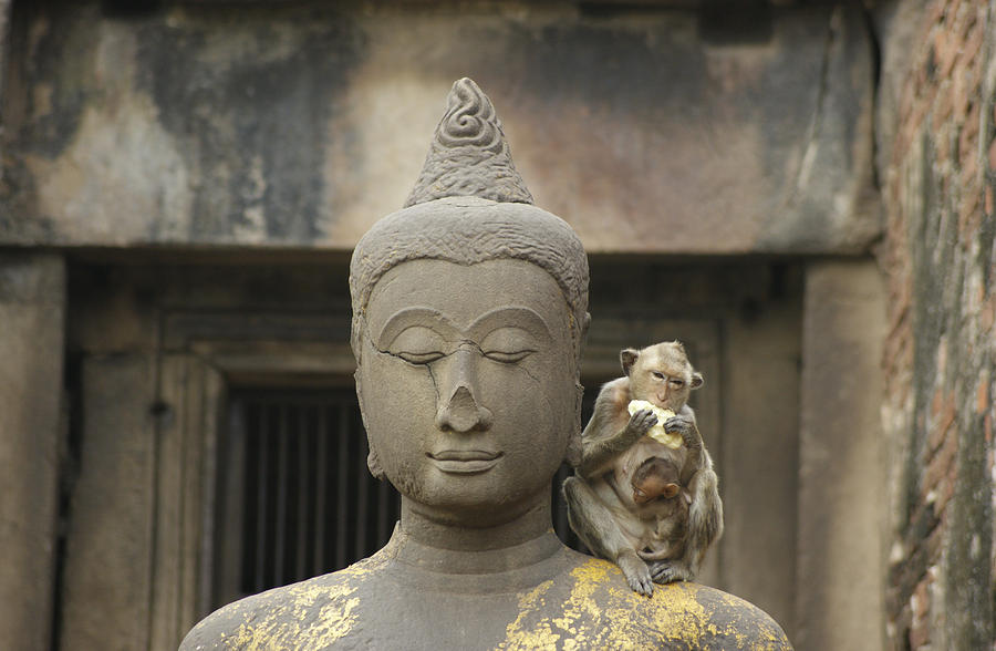 Macaque and Buddha Photograph by Brian Kamprath