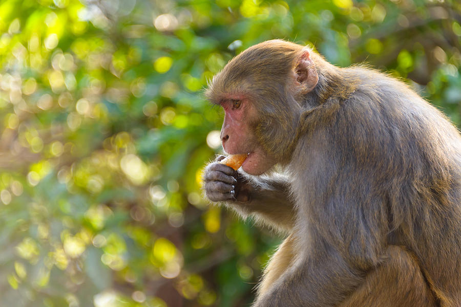 Macaque eating an orange Photograph by Dutourdumonde Photography