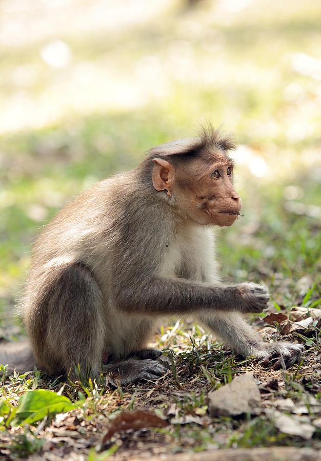 Macaque feeding Photograph by Paul Cowan