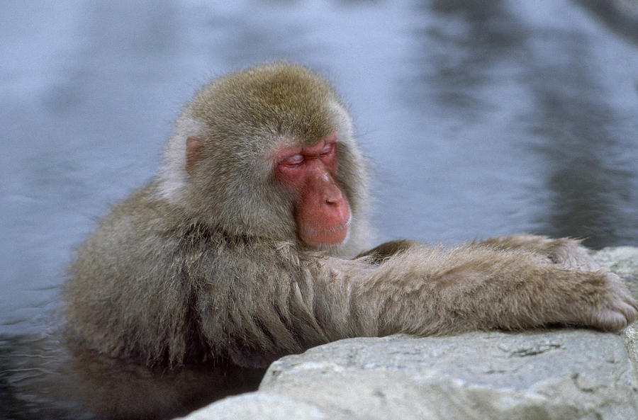 Macaque In A Hot Spring Photograph by Akira Uchiyama