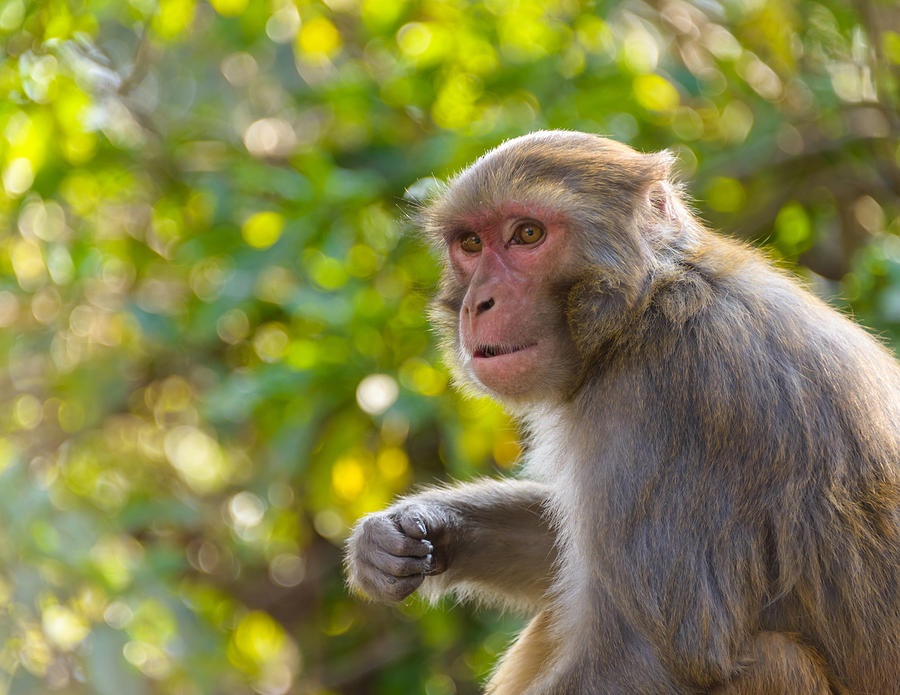 Macaque monkey Photograph by Dutourdumonde Photography