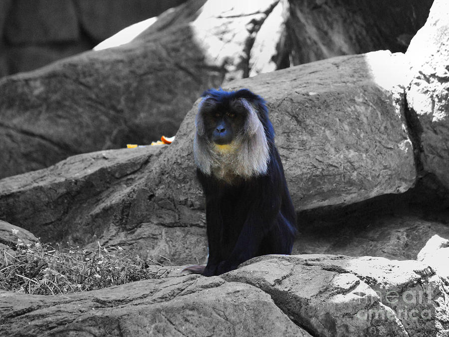 Macaque Monkey Photograph by Jai Johnson