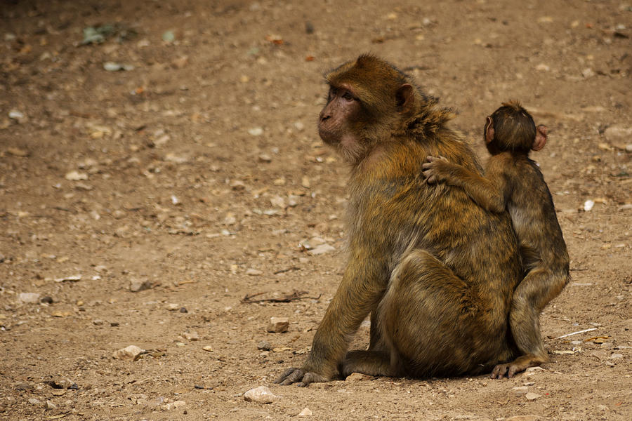 Macaque monkeys Photograph by Ivan Slosar