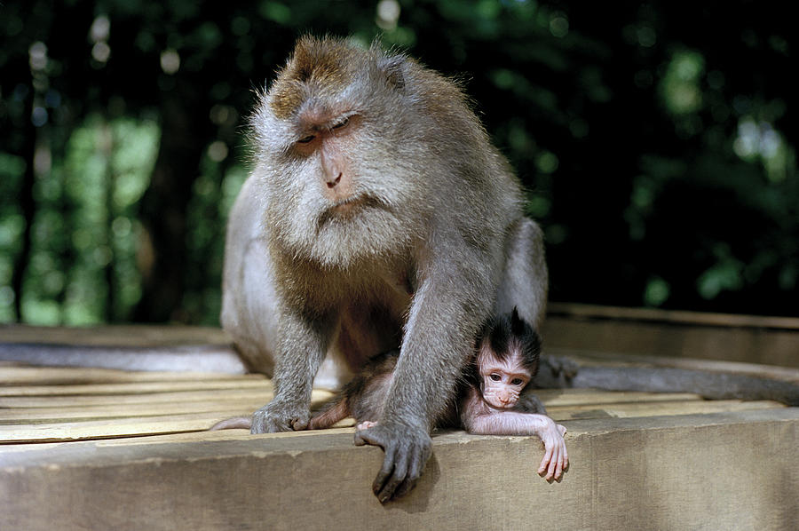 Macaque Monkeys In Bali Photograph by Shaun Higson