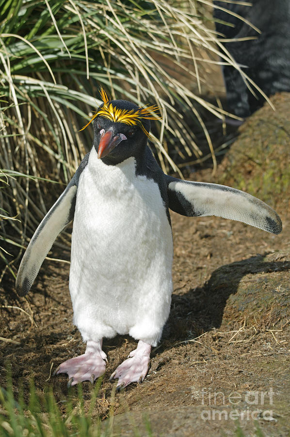 Penguin Photograph - Macaroni penguin by Rosemary Calvert