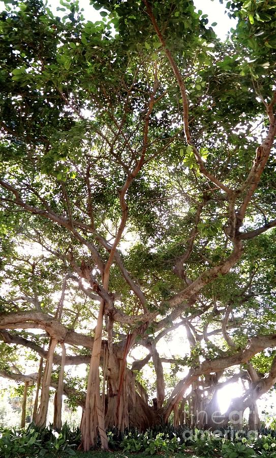 Nature Photograph - MacArthurs Banyan by Elisa Yinh