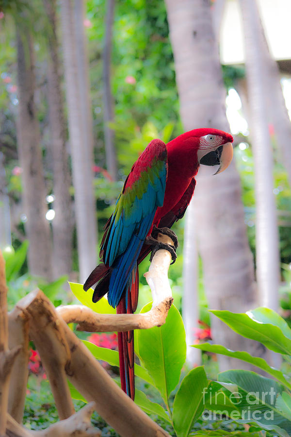 Macaw Photograph by Angela DeFrias
