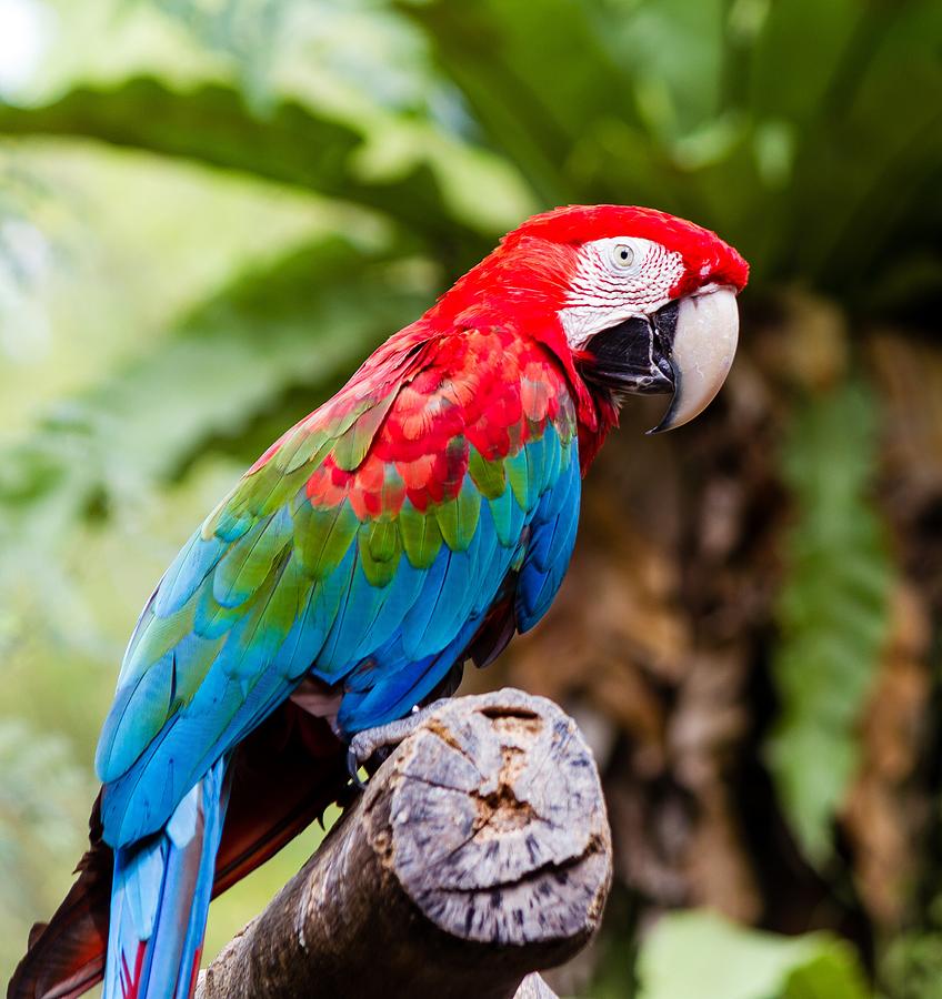 Macaw Brid Photograph by Std