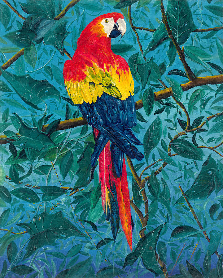 Macaw Painting - Macaw by Carl Genovese
