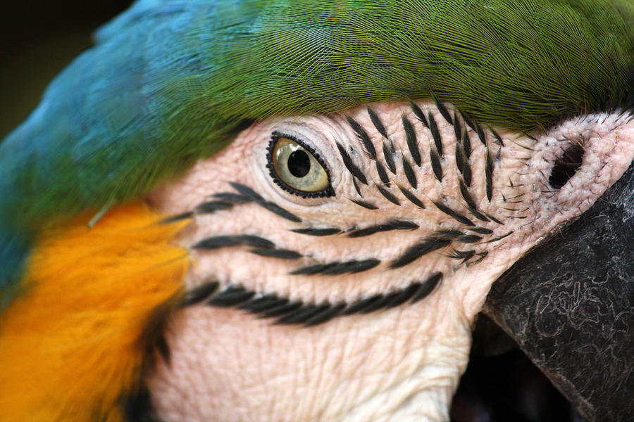 Macaw Close Up Photograph by David Nicholls