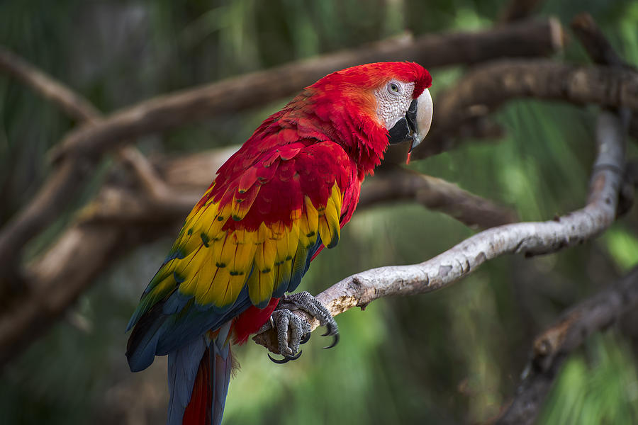 Macaw Photograph - Macaw colors by Dave Dilli