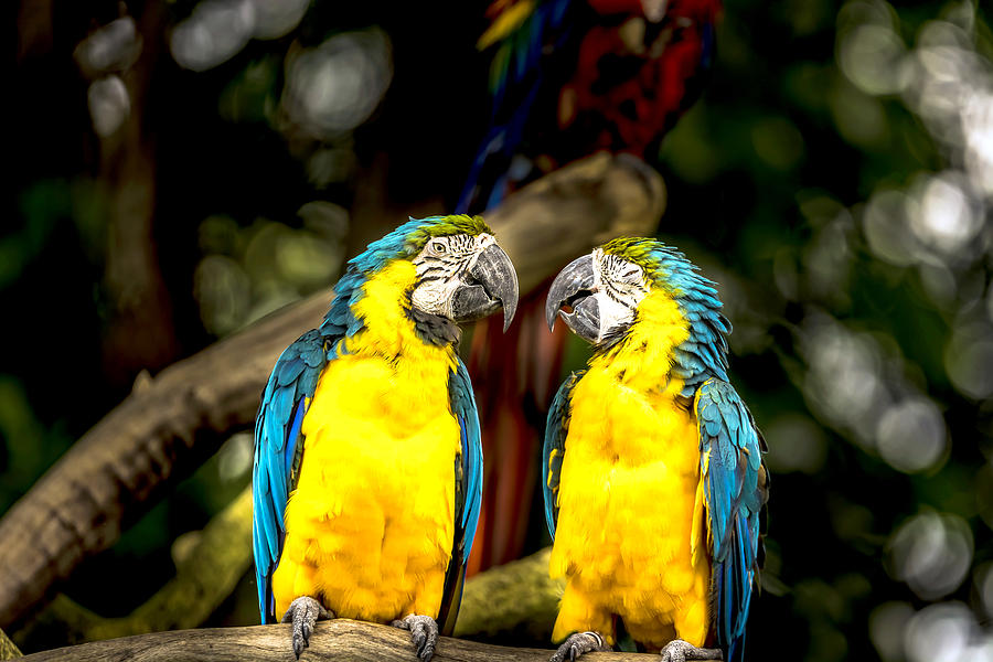 Parrot Photograph - Eye for an eye by Jijo George