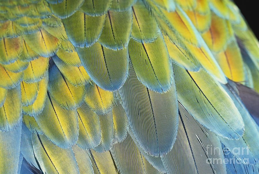 Macaw Feathers Photograph by George D Lepp