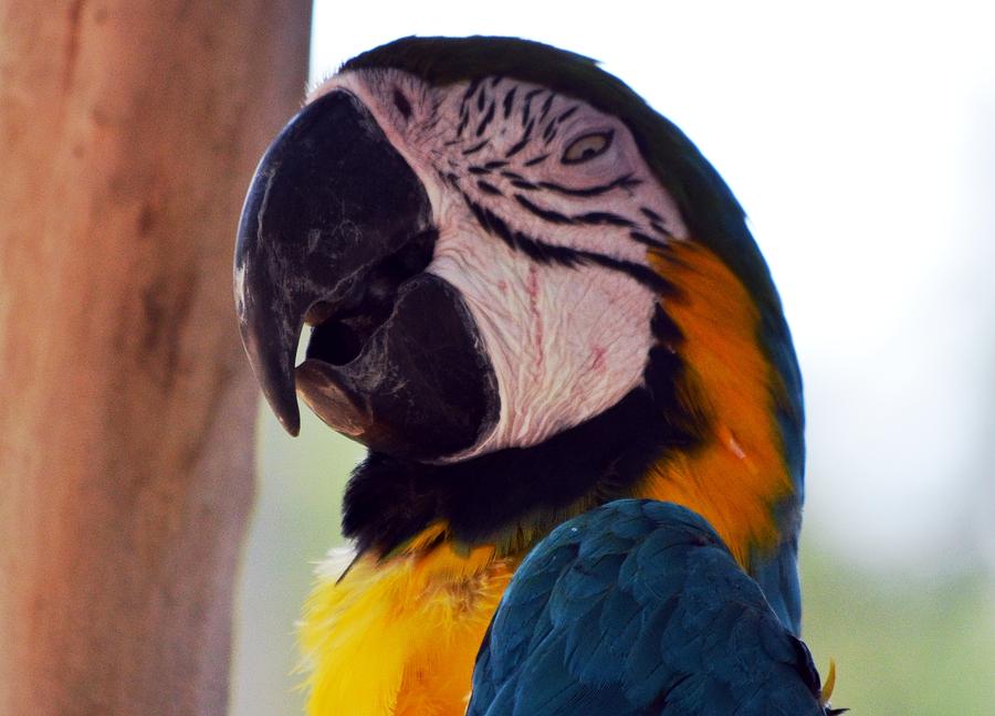 Macaw Photograph - Macaw Head Study by Maria Urso