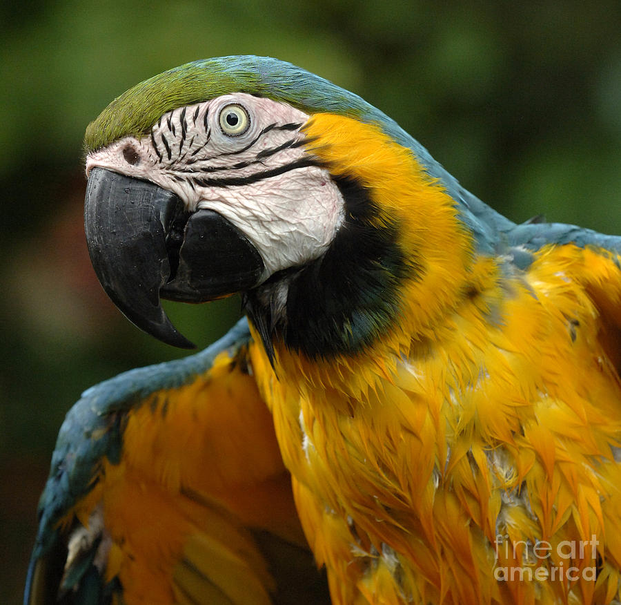Macaw In Yellow Photograph by Bob Christopher