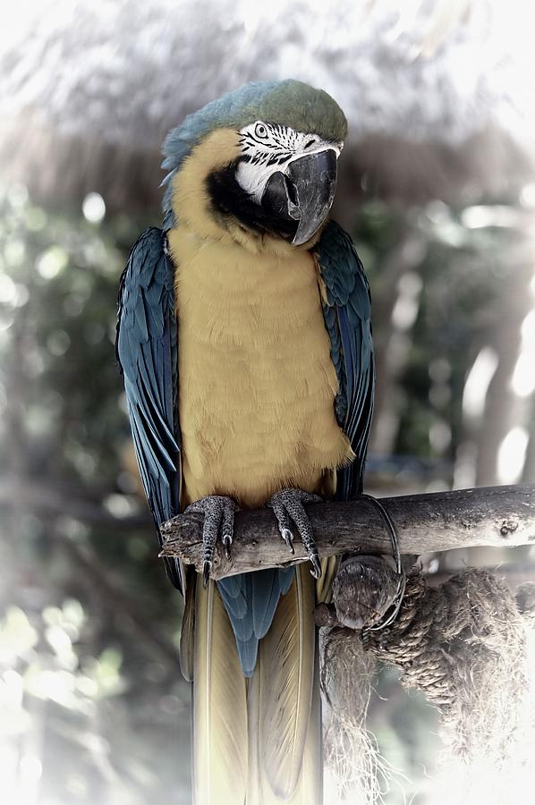 Macaw Photograph by Jenny Hudson