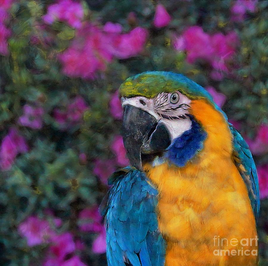 Macaw Photograph by John  Kolenberg