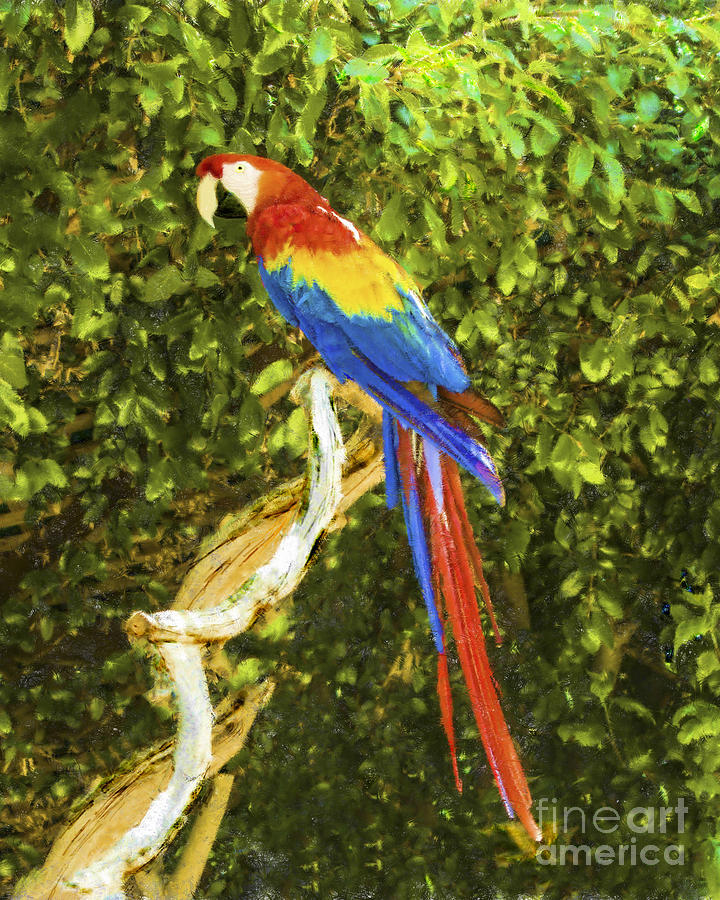 Macaw Digital Art by L J Oakes