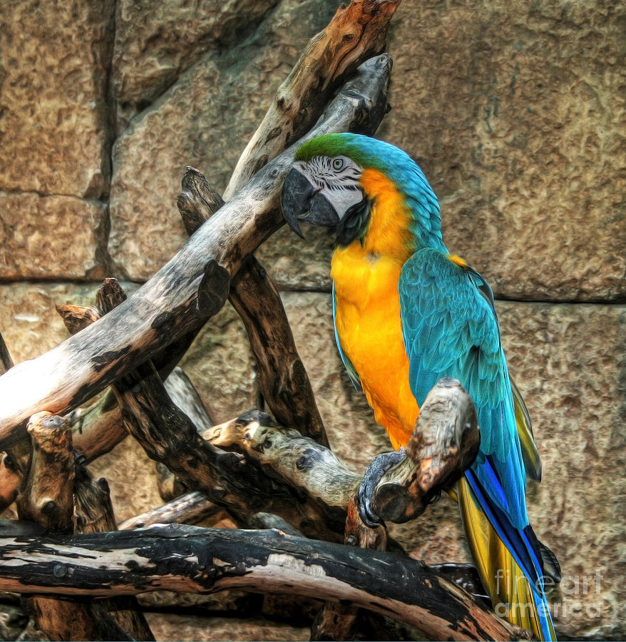 Parrot Painting - Macaw by Loyda Herrera