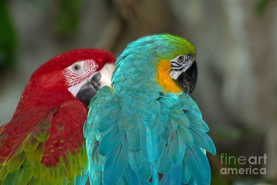 Macaw Photograph - Macaw Pair by Steven Parker