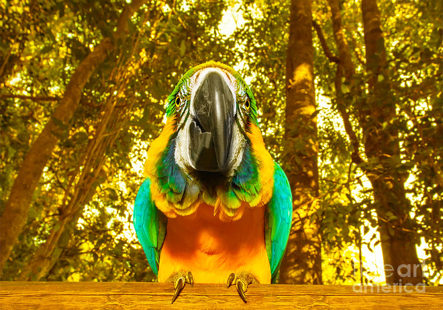 Macaw parrot Photograph by Anna Om