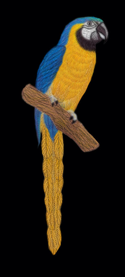 Macaw Parrot Digital Art by Walter Colvin