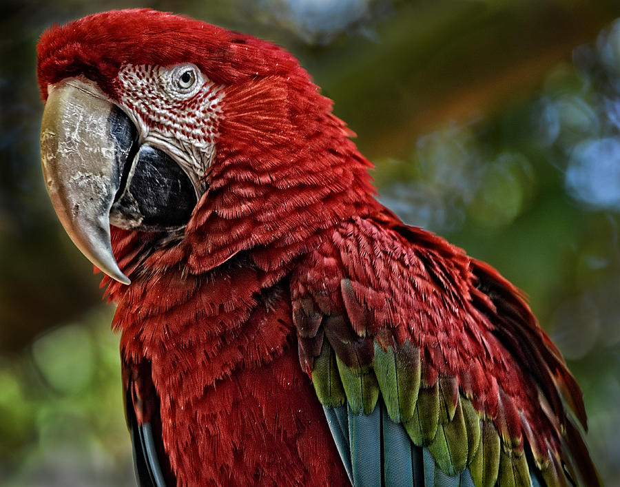 Macaw Portrait Photograph by Maggy Marsh