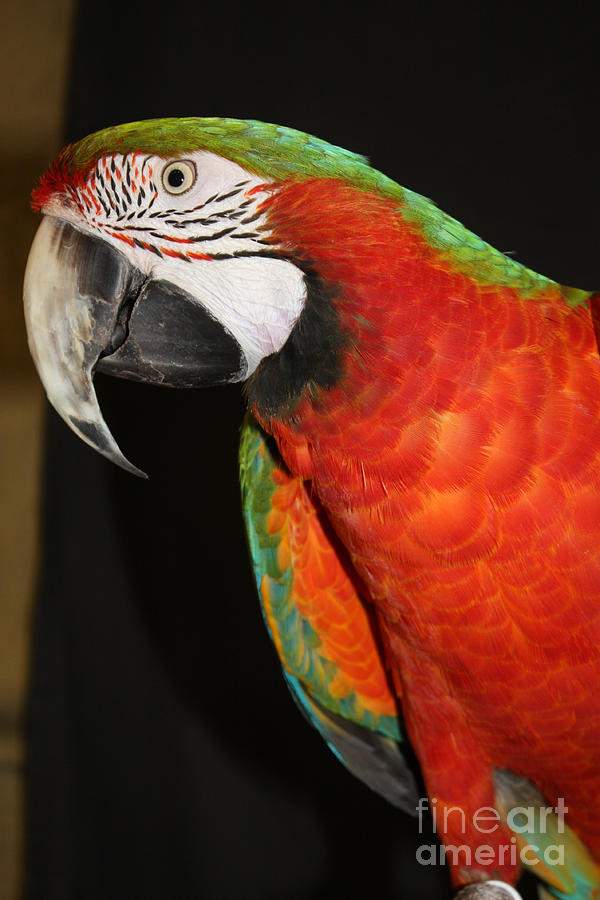 Macaw Photograph - Macaw Profile by John Telfer