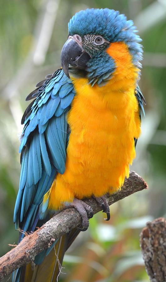 Macaw Profile Photograph by Richard Bryce and Family