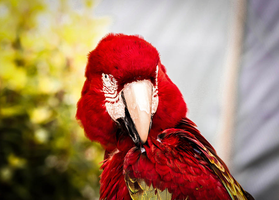 Macaw Red and Yellow Photograph by George Kenhan