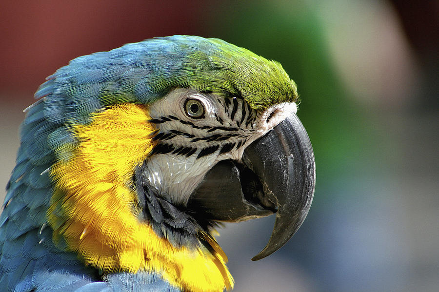 Macaw Photograph by Richard Gregurich