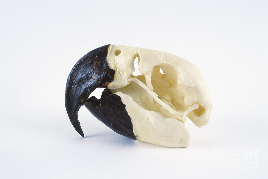 Macaw Photograph - Macaw Skull by Barbara Strnadova