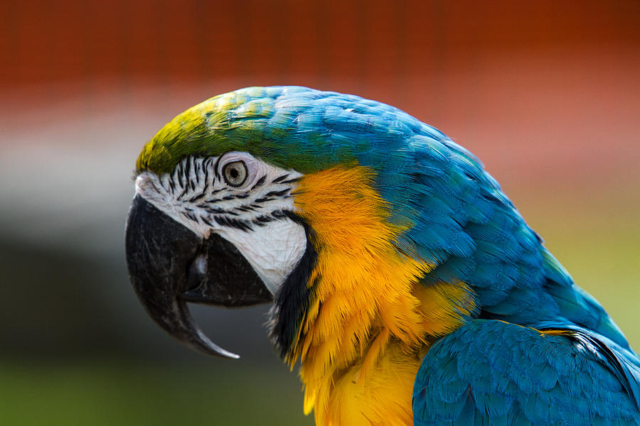 Macaw Tropical Bird Photograph by Eleanor Abramson