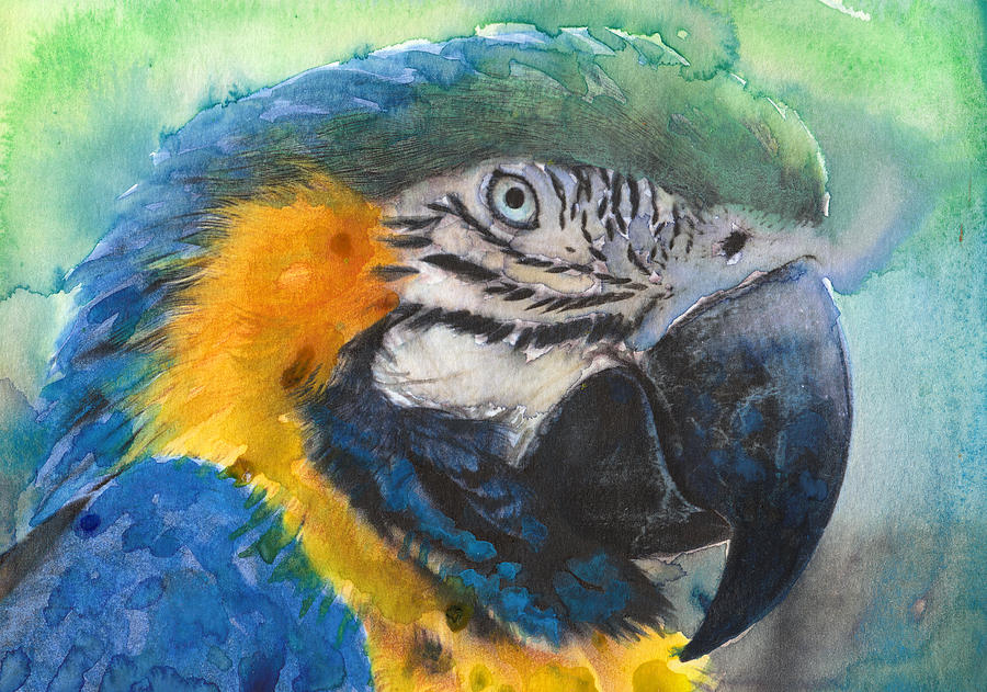 Macaw Up Close Painting by Susan Powell