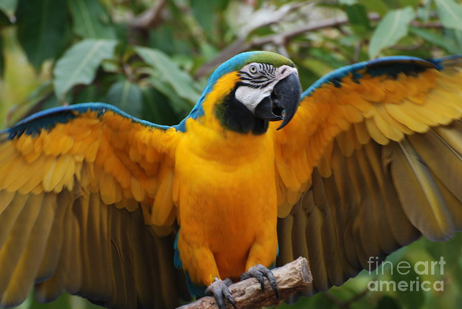 Macaw Wings Spread Photograph by DejaVu Designs