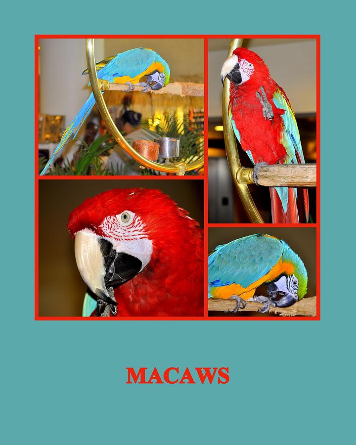 Macaws Photograph by AJ  Schibig