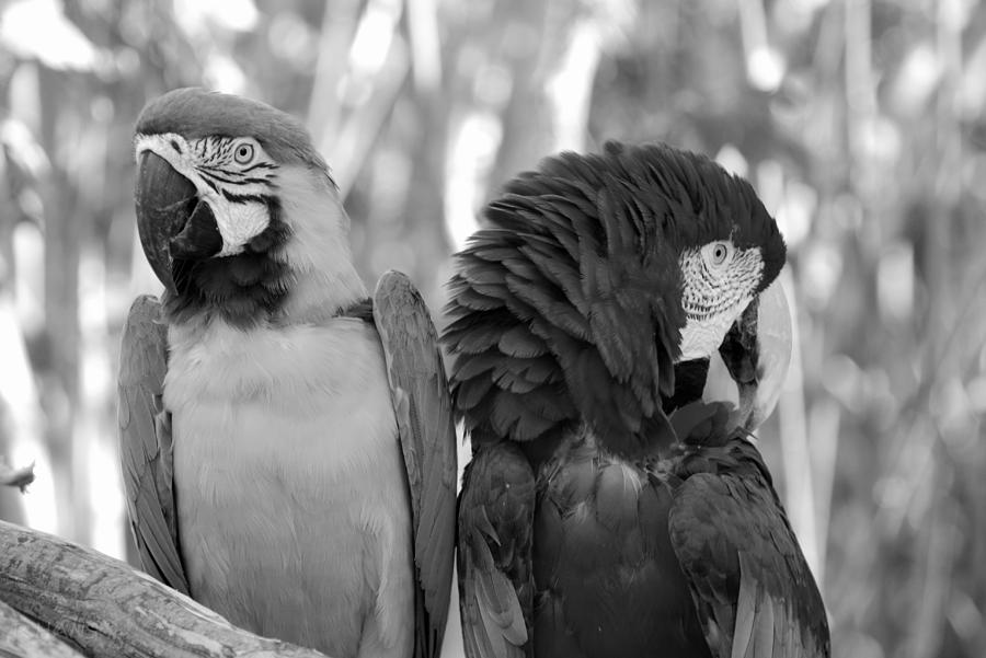 Macaw Photograph - Macaws Of Color B W 3 by Rob Hans