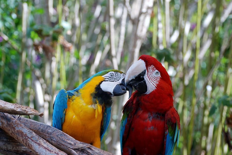 Macaws Of Color Photograph by Rob Hans | Fine Art America