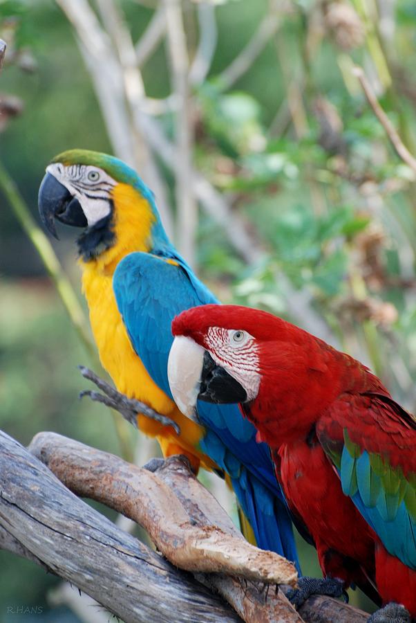 Macaw Photograph - Macaws Of Color23 by Rob Hans