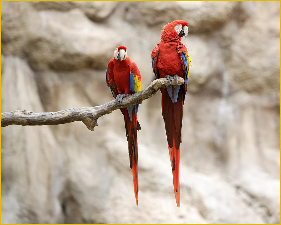 Parrot Photograph - Macaws Perched by Fuad Azmat