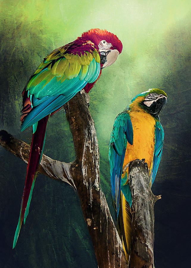 Macaws Siesta Time Photograph